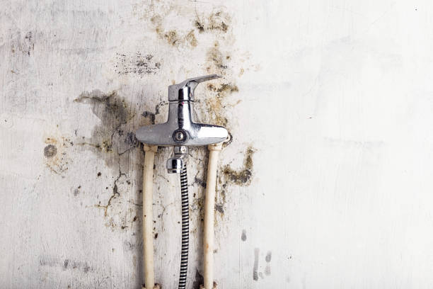 Best Best Mold Removal Companies  in Strasburg, VA
