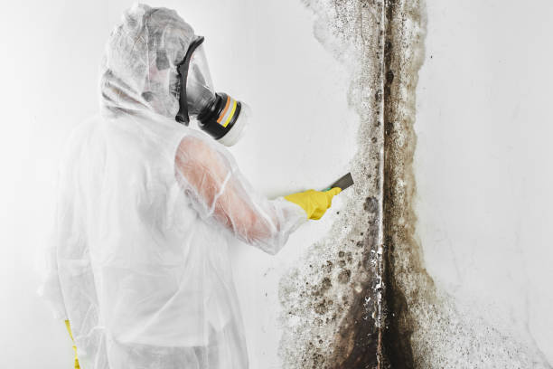 Office Mold Removal Services in Strasburg, VA