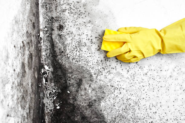 Mold Testing and Removal in Strasburg, VA