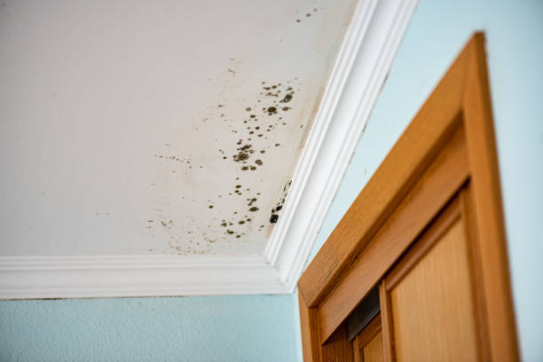 Best Commercial Mold Removal  in Strasburg, VA