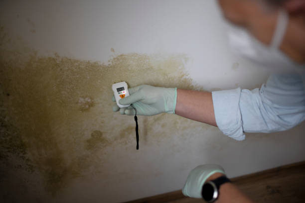 Best Fast Mold Removal  in Strasburg, VA