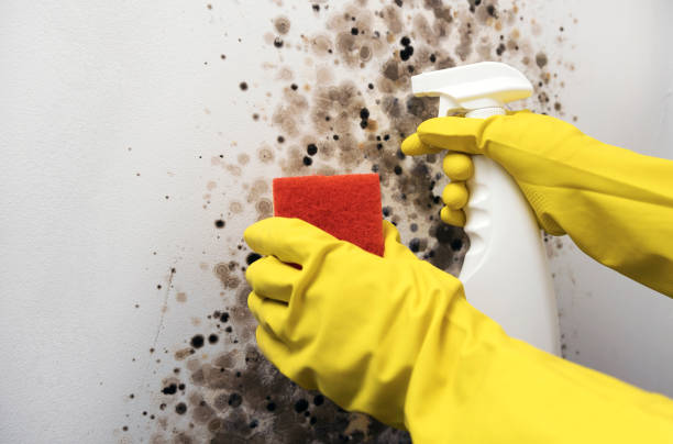 Best Crawl Space Mold Removal  in Strasburg, VA
