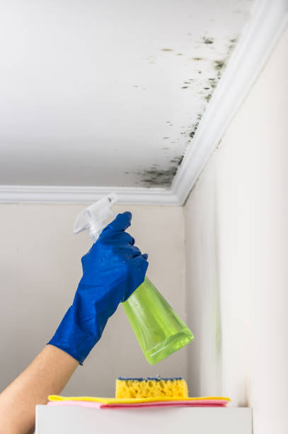 Best Professional Mold Removal  in Strasburg, VA